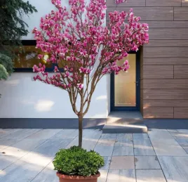 magnolia-heaven-scent-na-pniu-sadzonki-160-190-cm