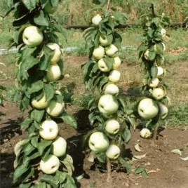 jablon-kolumnowa-zielono-zolta-na-tarasy-sadzonki-60-90-cm