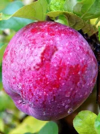 jablon-alwa-pozna-odporna-na-mroz-sadzonki-110-140-cm