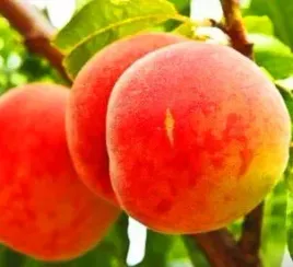 brzoskwinia-rosyjska-odporna-na-mroz-sadzonki-120-140-cm