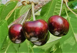 wisnia-lutowka-stara-odmiana-sadzonki-60-90-cm