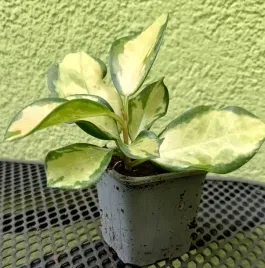 hoja-hoya-australis-lisa-sadzonka
