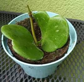 hoya-hoja-kerri-walentynkowa-serduszko-sadzonka