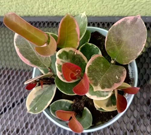 hoya-hoja-mix