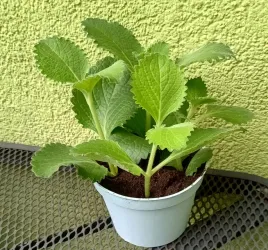 oregano-kubanskie-sadzonka-mieta-meksykanska