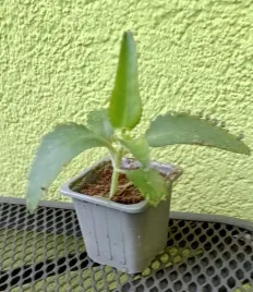 zyworodka-sadzonka-kalanchoe-daigremontiana