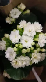 kalanchoe-kolorowe-zyworodka