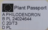 philodendron-scandens-waga-z-opakowaniem-1-kg