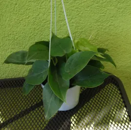 philodendron-scandens