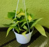 philodendron-scandens-brasil
