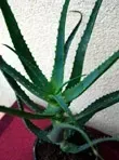 aloes-drzewiasty