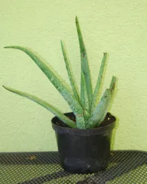 aloes-aloe-vera-sadzonka