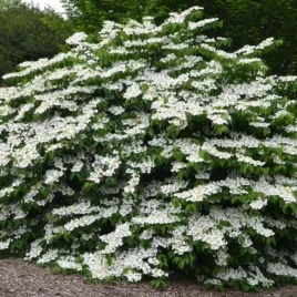 kalina-japonska-mariesii-doniczka-c2-ozdobny-kwitnacy-krzew