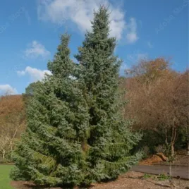 swierk-serbski-picea-omorika-doniczka-c2-smukly-ozdobny-iglak
