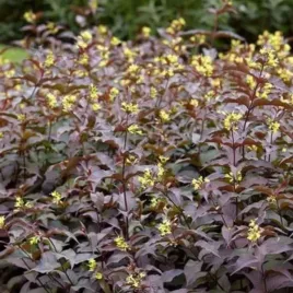 tawulka-troja-black-doniczka-c2-ozdobny-krzew-lisciasty-do-ogrodu