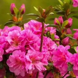 rozanecznik-thekla-doniczka-c2-kwitnacy-ozdobny-krzew-lisciasty