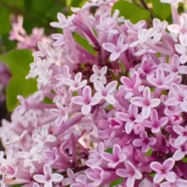 bez-meyera-palibin-doniczka-c2-niski-pachnacy-krzew-ozdobny