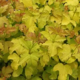 kalina-koralowa-park-harvest-doniczka-c2-ozdobny-krzew-do-ogrodu