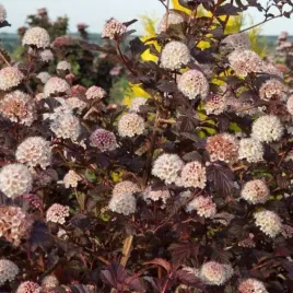 pecherznica-lady-in-red-doniczka-c2-czerwony-ozdobny-krzew-lisciasty