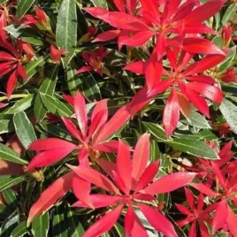 pieris-carnaval-doniczka-c2-ozdobny-krzew-lisciasty-do-ogrodu