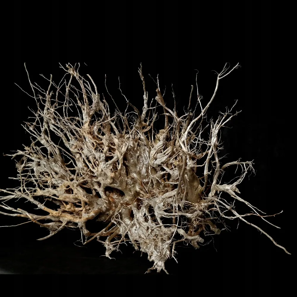korzen-ancient-root-do-akwarium-e1-130x60x85-szerokosc-60-cm