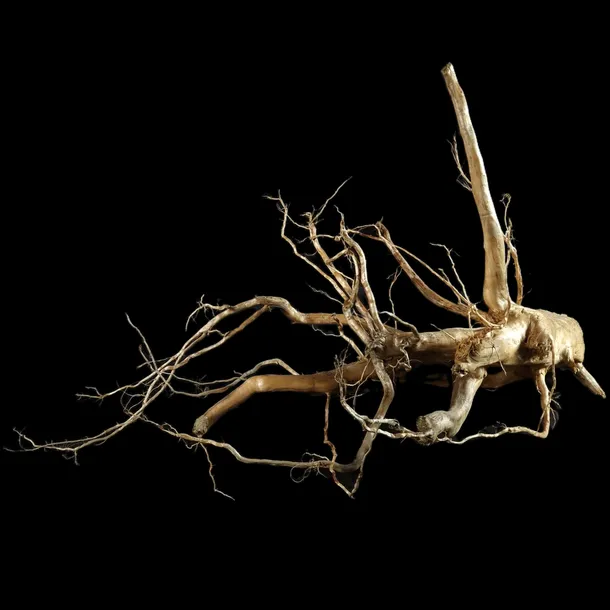 korzen-ancient-root-do-akwarium-b15-70x77x44-cm-glebokosc-70-cm