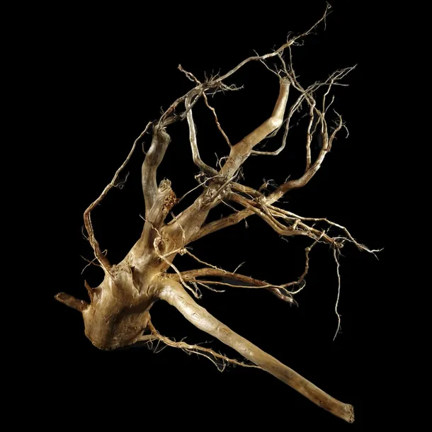 korzen-ancient-root-do-akwarium-b15-70x77x44-cm-gatunek-inny