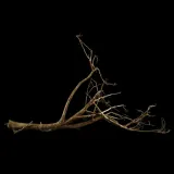 korzen-ancient-root-do-akwarium-b9-95x75x25