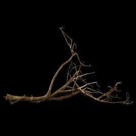 korzen-ancient-root-do-akwarium-b9-95x75x25