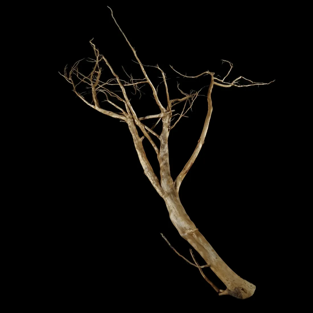 korzen-ancient-root-do-akwarium-b9-95x75x25
