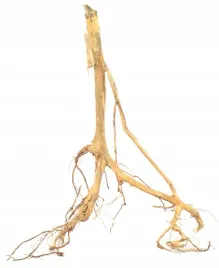 korzen-ancient-root-do-akwarium-90x70x30cm-1033