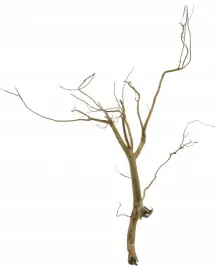 korzen-ancient-root-do-akwarium-90x60x10cm-1099
