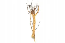 korzen-ancient-root-do-akwarium-70x20x20cm-1070