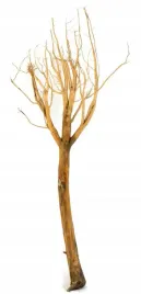 korzen-ancient-root-do-akwarium-100x40x30cm-1026