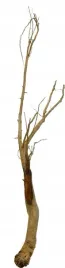 korzen-ancient-root-do-akwarium-105x30x15cm-1200
