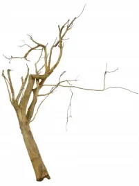 korzen-ancient-root-do-akwarium-90x50x20cm-1134