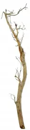 korzen-ancient-root-do-akwarium-110x20x10cm-1219