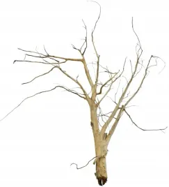 korzen-ancient-root-do-akwarium-120x80x40cm-1210