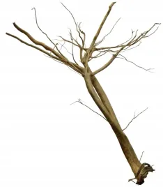 korzen-ancient-root-do-akwarium-155x105x45cm-1206
