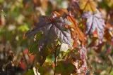 ambrowiec-amerykanski-liquidambar-styraciflua