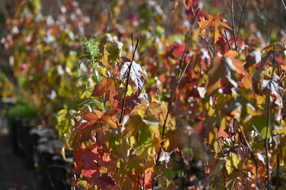 ambrowiec-amerykanski-liquidambar-styraciflua-rodzaj-rosliny-inny