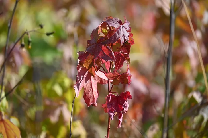 ambrowiec-amerykanski-liquidambar-styraciflua-roslina-w-postaci-sadzonka-w-pojemniku-3-5l