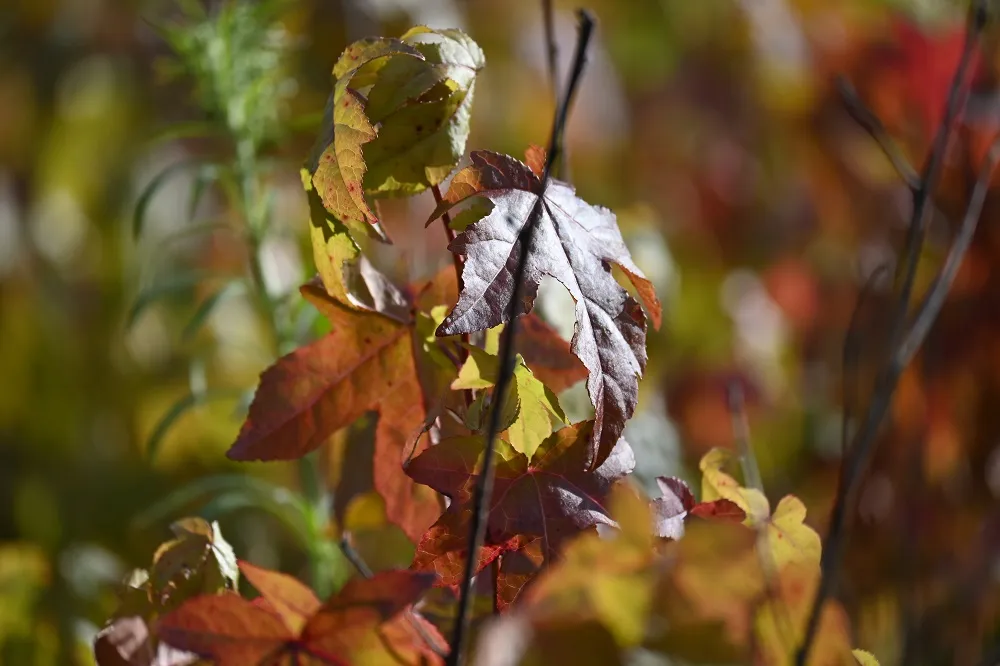 ambrowiec-amerykanski-liquidambar-styraciflua-rodzaj-rosliny-inny