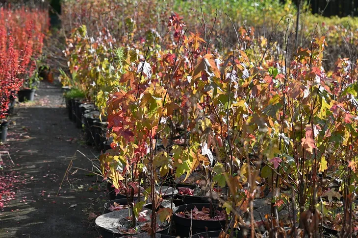 ambrowiec-amerykanski-liquidambar-styraciflua-styl-ogrod-nowoczesny