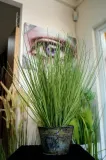 trawa-w-doniczce-50cm-stan-nowy