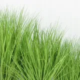 trawa-w-doniczce-50cm-wysokosc-maksymalna-50-cm