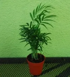 chamaodorea-chamedora-palma-koralowa