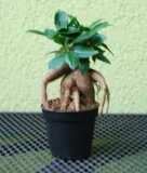 ficus-ginseng-mini