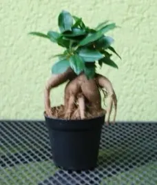 ficus-ginseng-mini