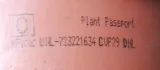 ficus-ginseng-mini-rodzaj-rosliny-rosliny-zielone